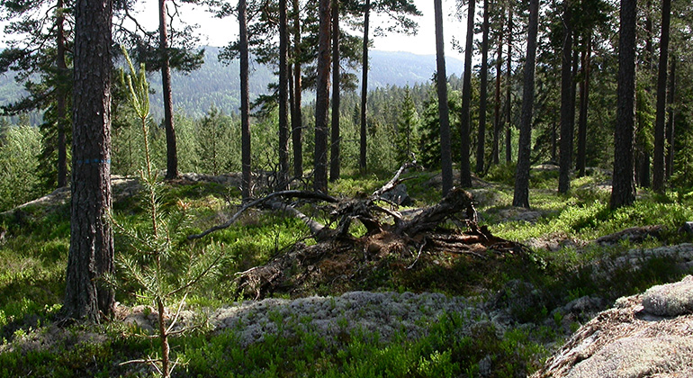 Gullrosas berg, Naturreservat