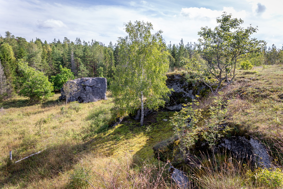Klintkant med tydlig höjdskillnad i öppen skogsmiljö.