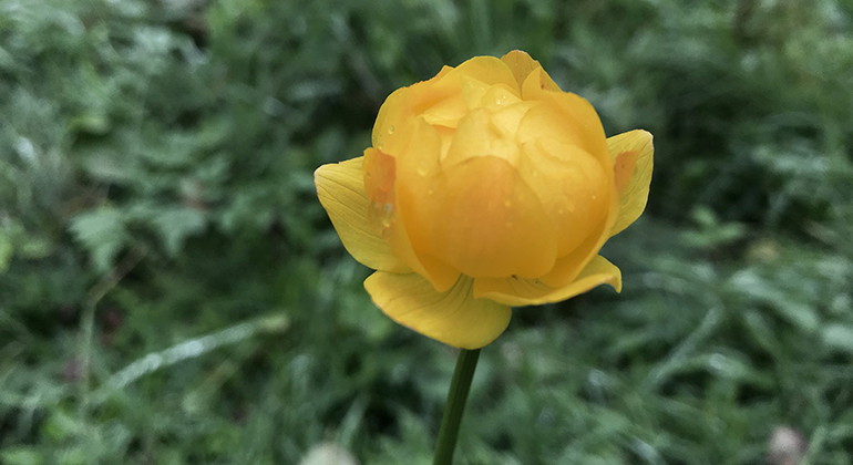 Närbild på en gul smörboll. 