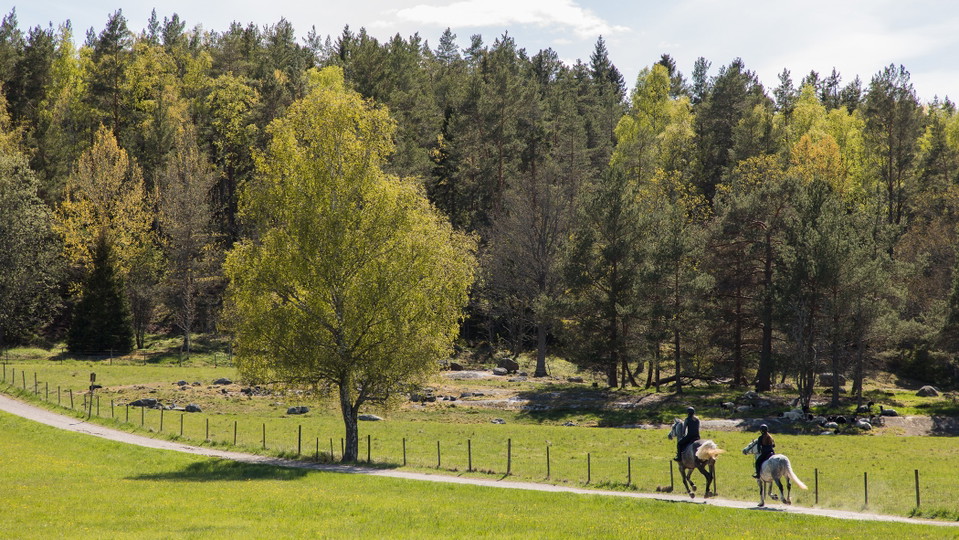 Ryttare vid Långängen. Foto Felix Oppenheim