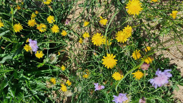 Ängsväxter vid Smedstad kulle