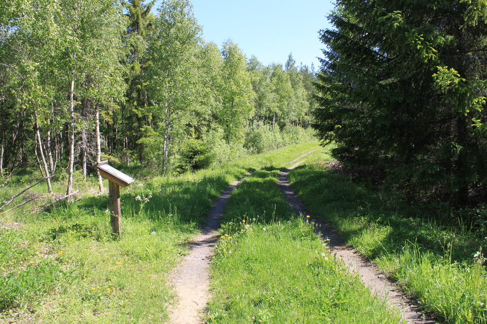 Två smala stigar går parallellt genom skogen. Det är många träd på båda sidorna av stigarna och en låg informationsskylt står vid ena sidan av stigen.