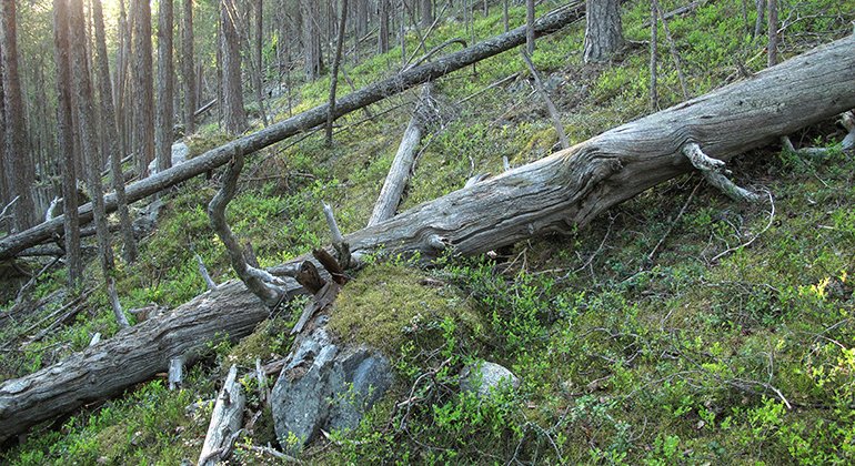 Döda träd kan ligga kvar flera hundra år och ge mat och husrum åt gammelskogens arter.