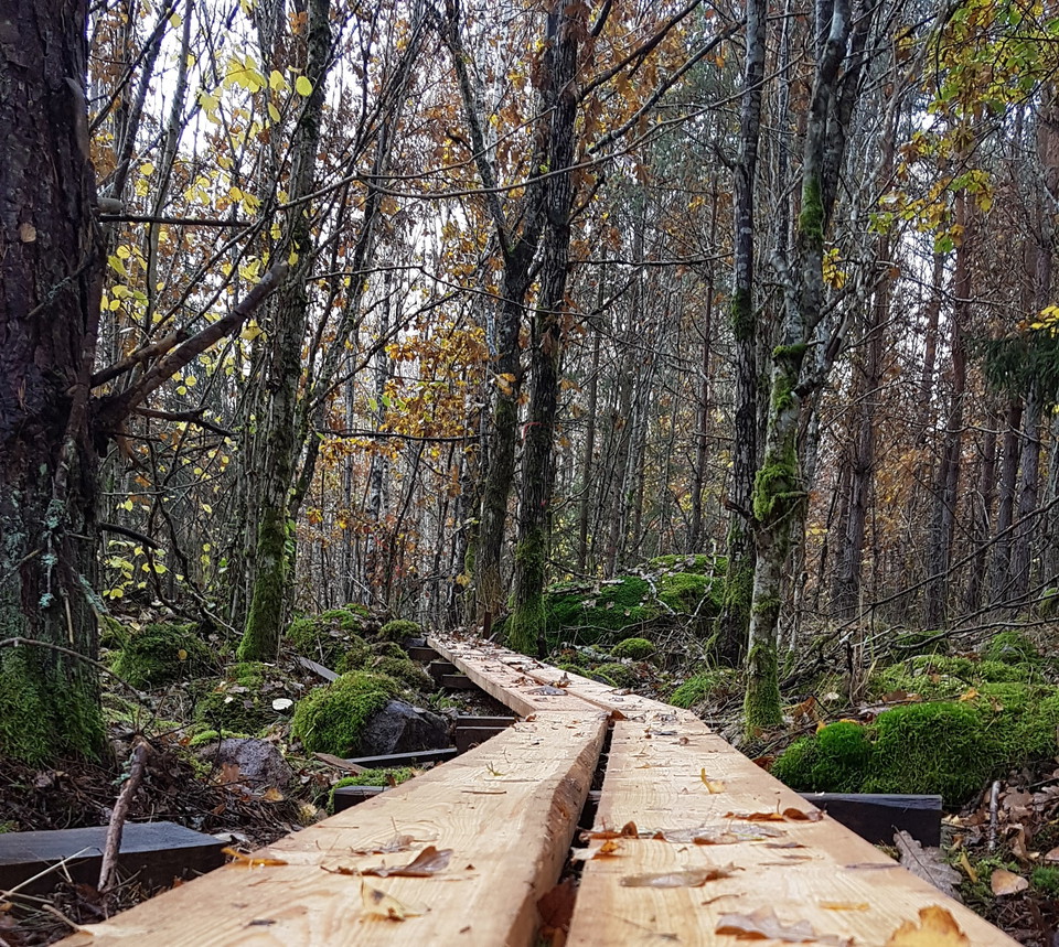 Närbild på spång genom skog