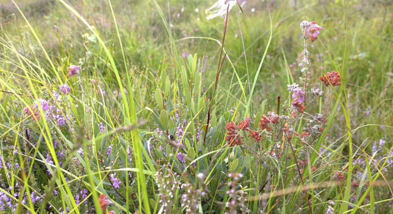blommor i gräset