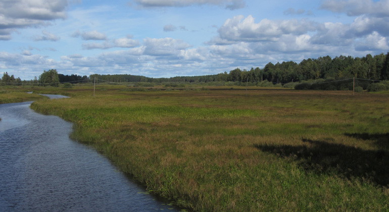 Laggarbomyrans gungflystränder.