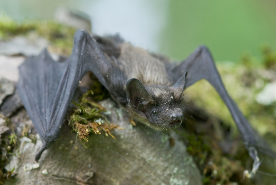 Nordfladdermus.