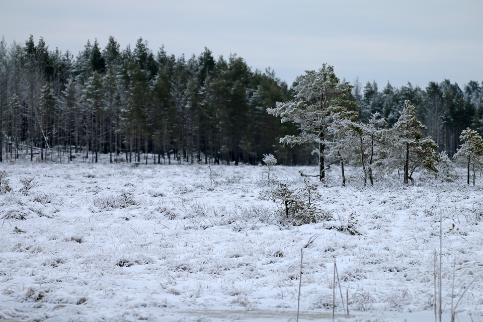 Vy ut över Kroksjömossen.