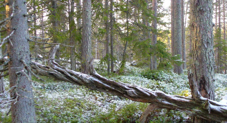 Hemlingsåns naturreservat.