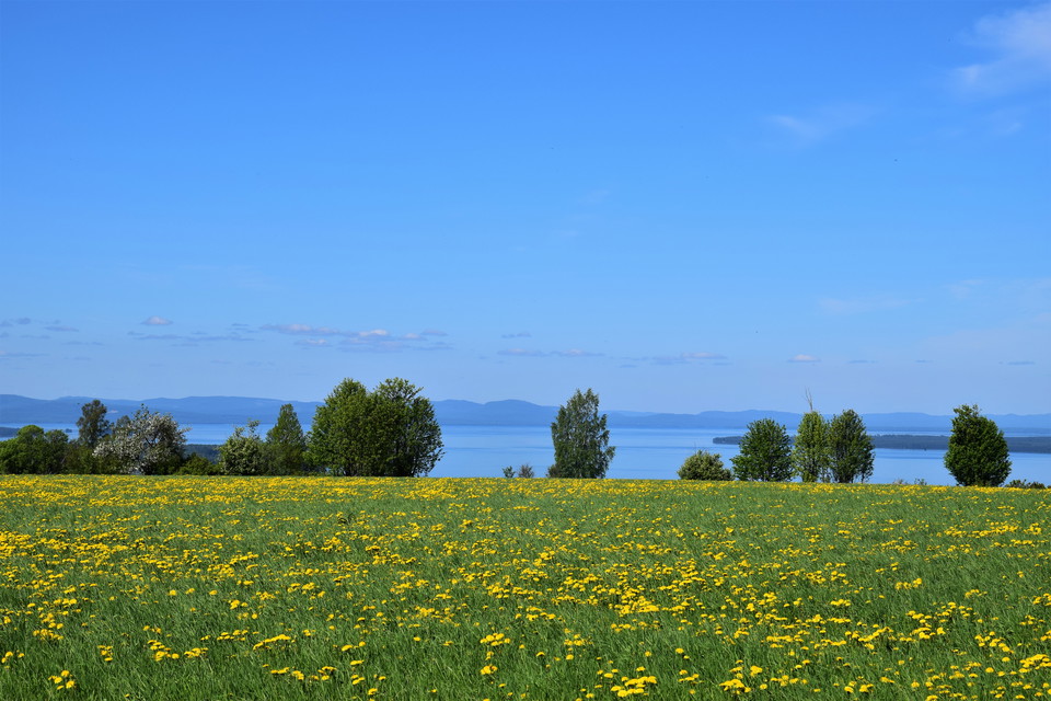 Vy över Siljan med maskrosfält i förgrunden vid Söderås Rättvik