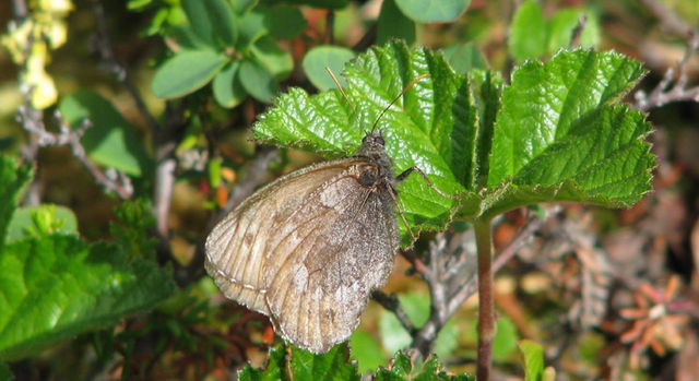 Kallmyr, Naturreservat