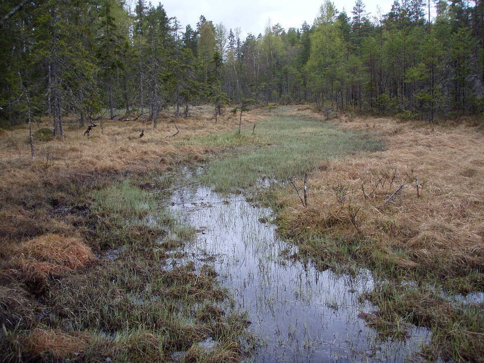 Smal remsa med öppet vatten mitt i ett myrområde.