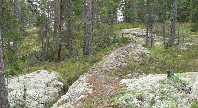 Stigen upp på Kårsberget går ibland över hällmark.