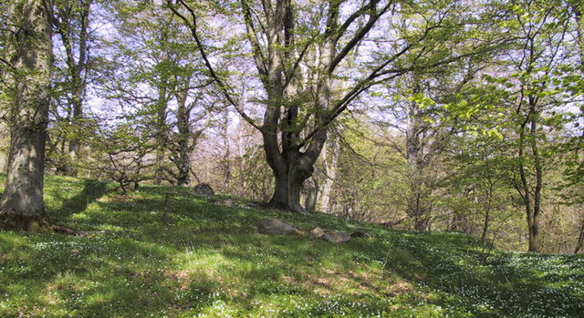 Eksholm, Naturreservat