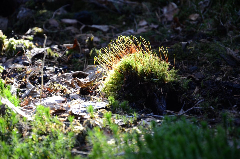 Many moss species thrive in the nature reserve.
