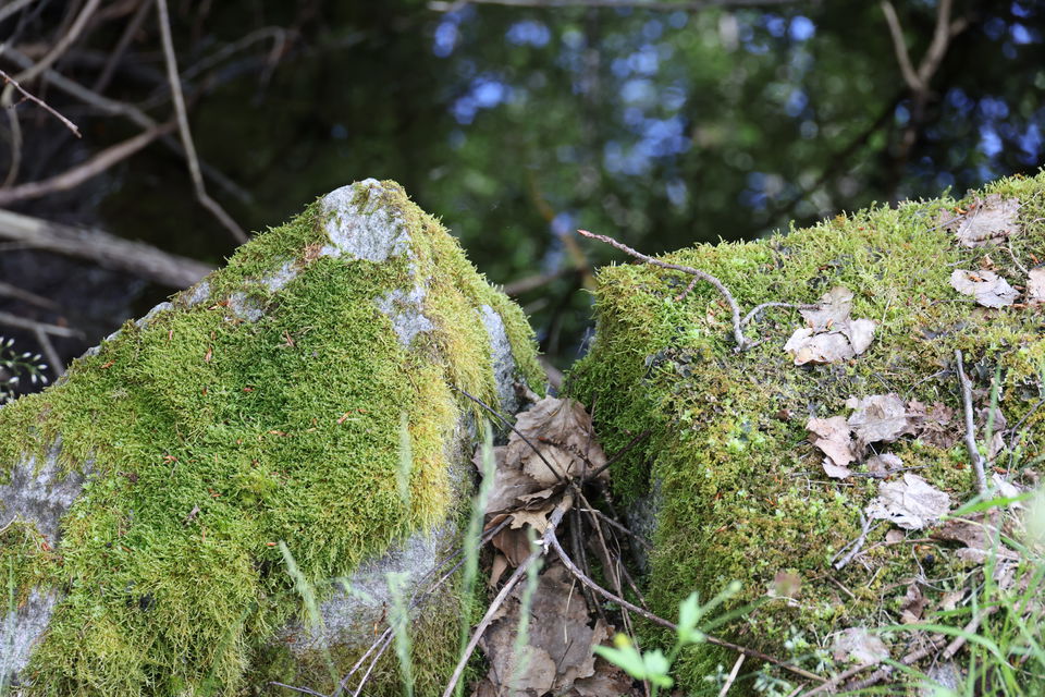 Foto: Niklas Kämpargård