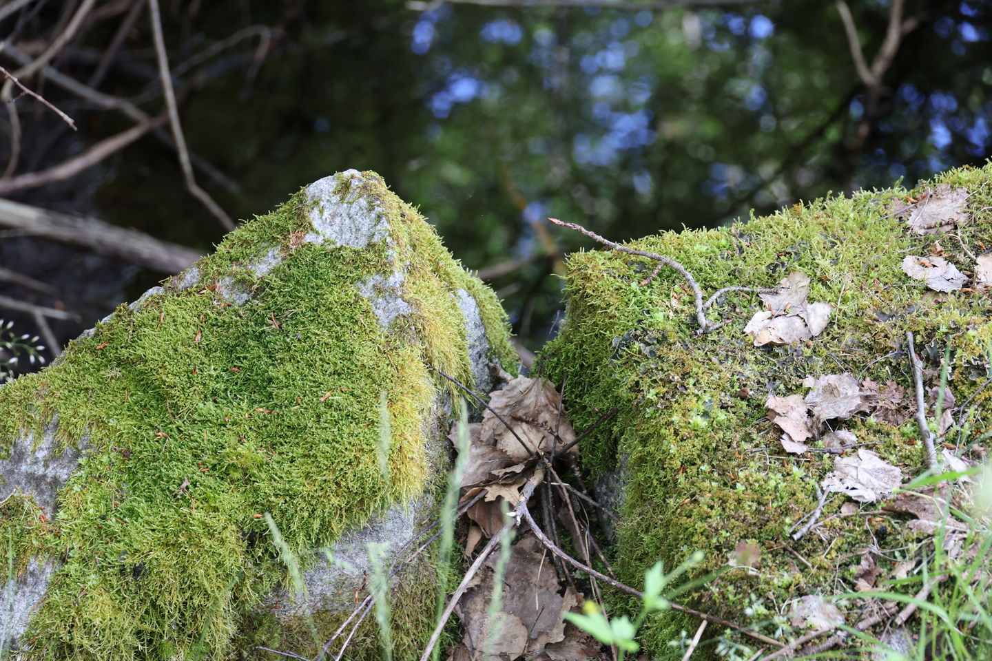Foto: Niklas Kämpargård