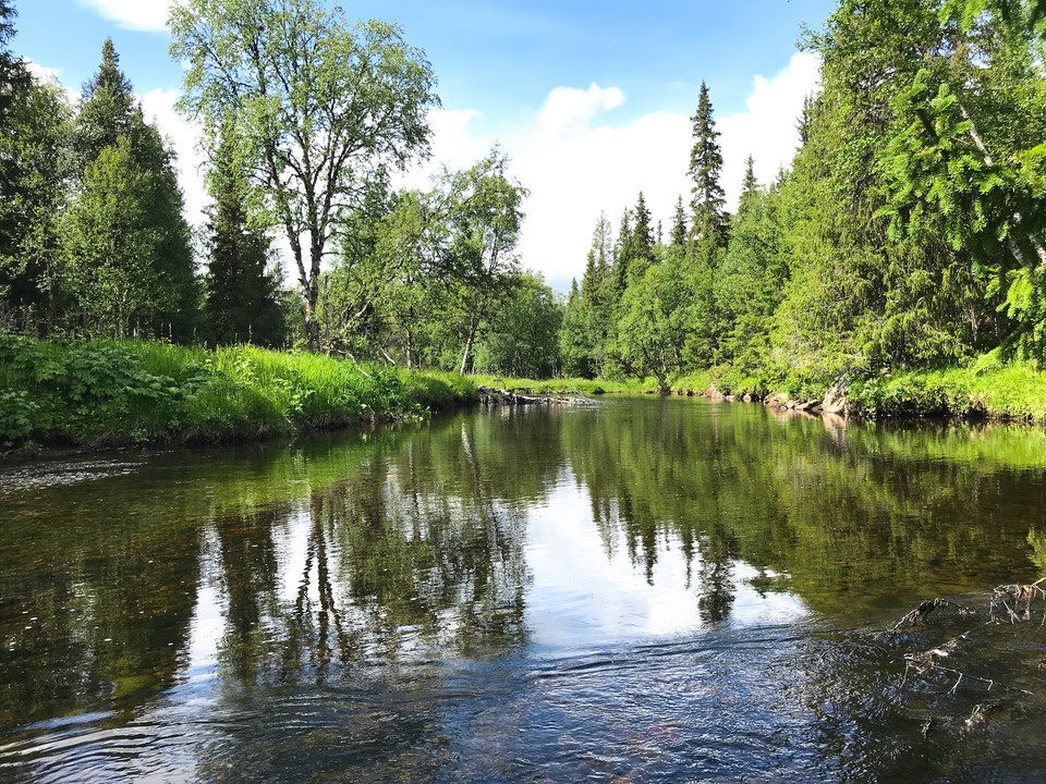 Arån