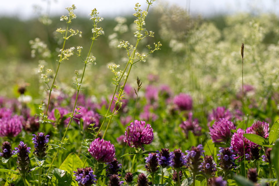 Ängsblommor.