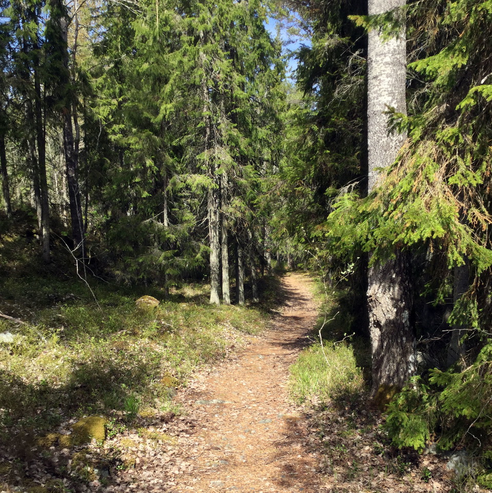 Fjädrande stig i Tullviksbäcken.