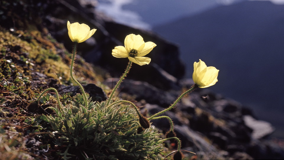 Laestadius Poppy (papaver laestadianum).