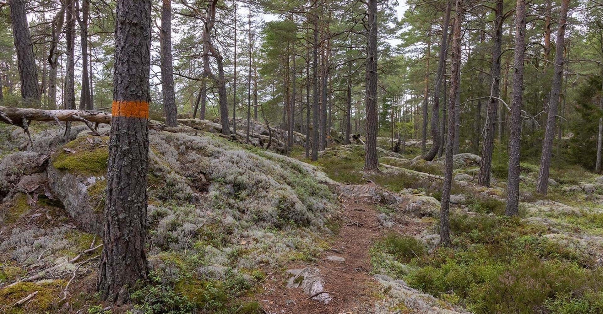 Leden går på fina stigar genom Hälla naturreservat.
Etapp: Hälla - Nartorp
Söderköping