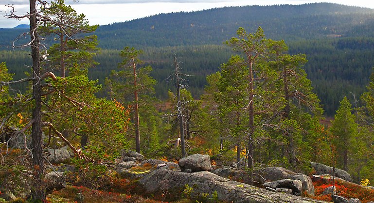 Milsvid utsikt över berg och skogar från Didnoks topp.