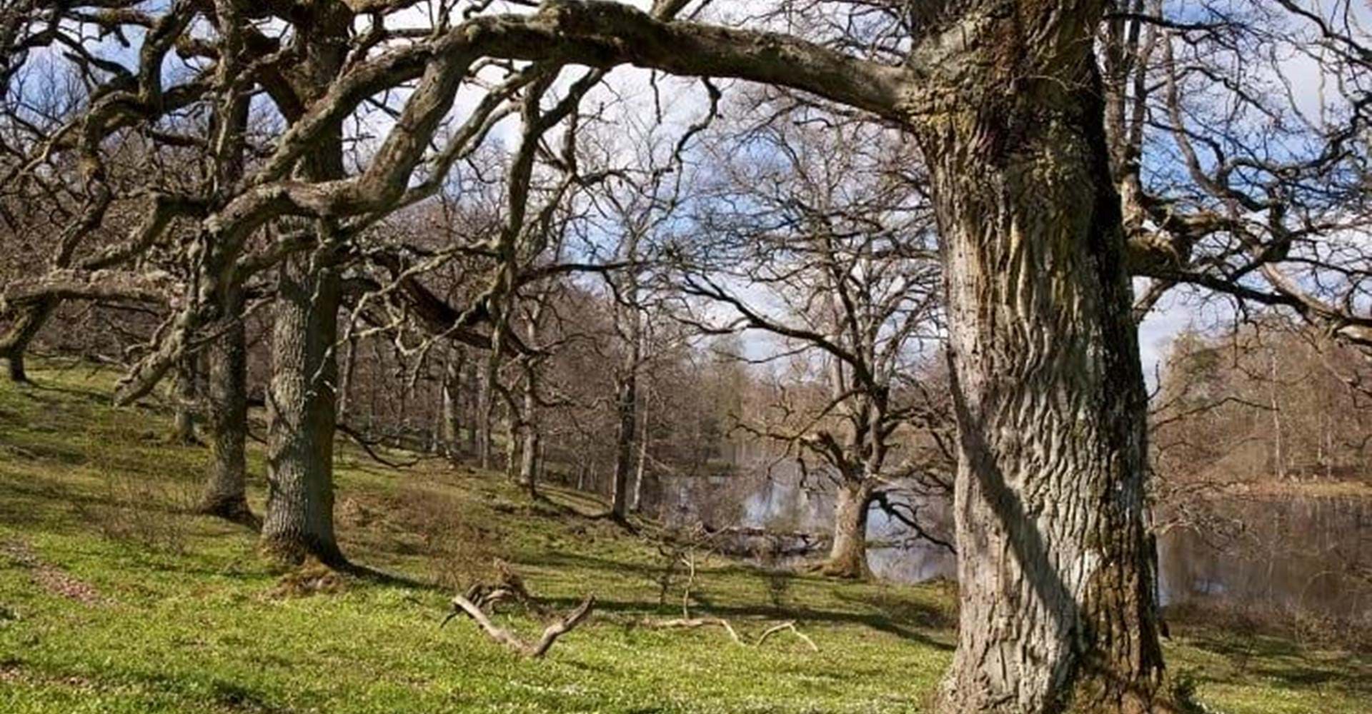 Ekhage Brokind Naturreservat
Etapp: Brokind-Viggeby
Linköping