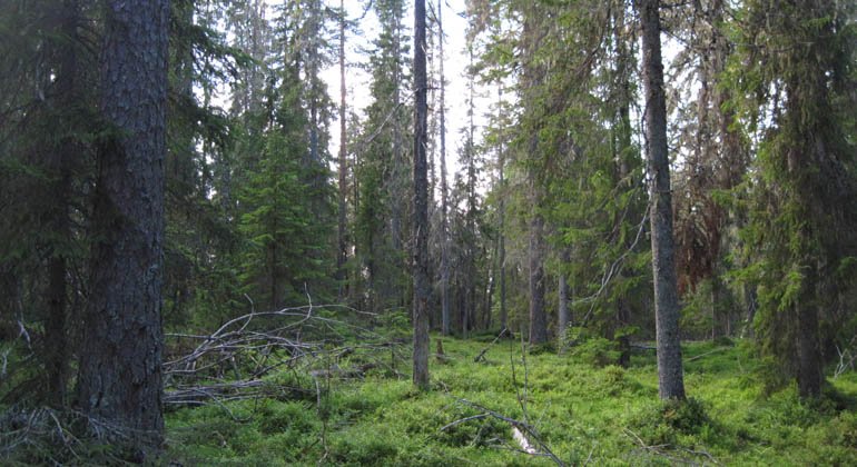 Vändåtbergets naturreservat.