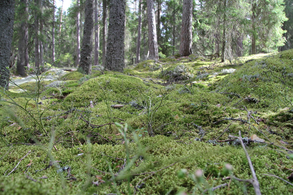 Mossa, blåbärsris och träd.