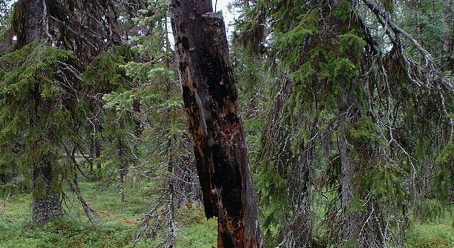 Stenträsket