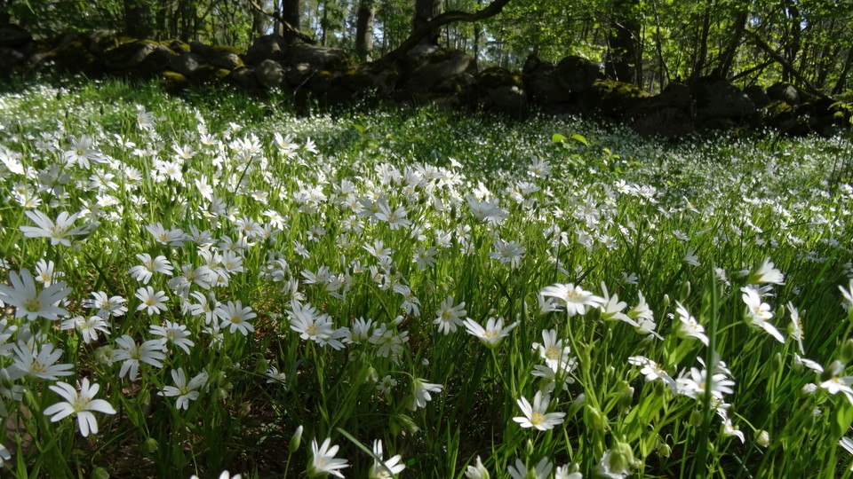 Stiby backe. Skogsstjärnblommor. 