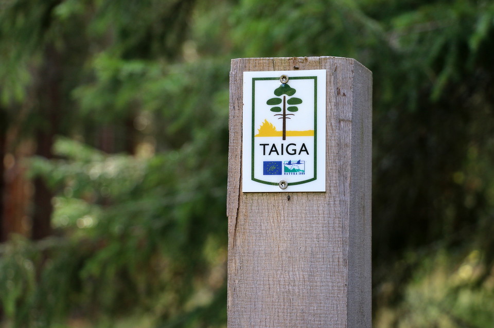 Närbild på slingmarkering sittandes på trästolpe.