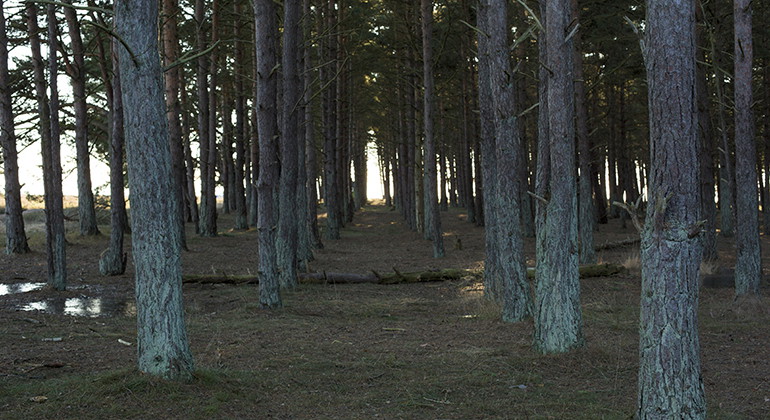 Planterad tallskog.