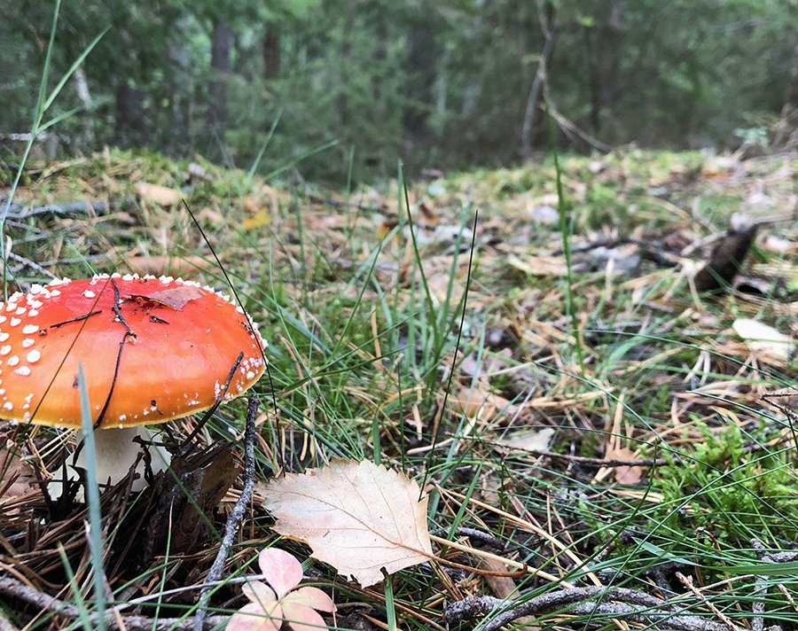 En röd flugsvamp växer i skogen.