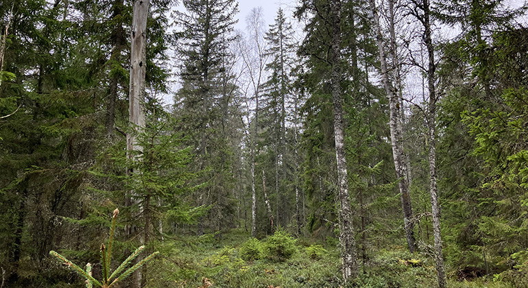 Naturskog.