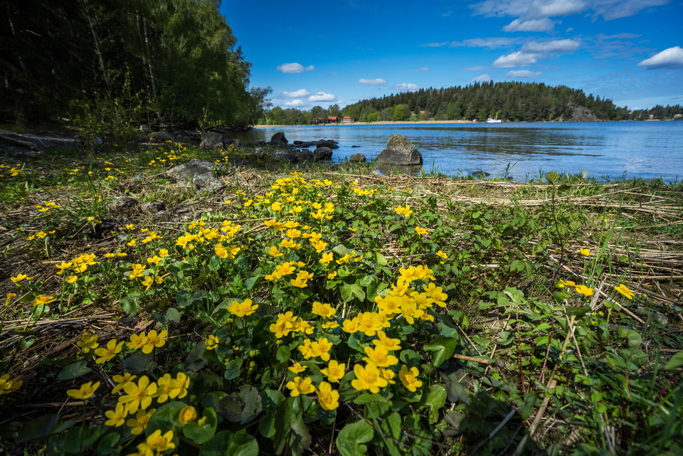 Kabbeleka blommar längs södra viken.