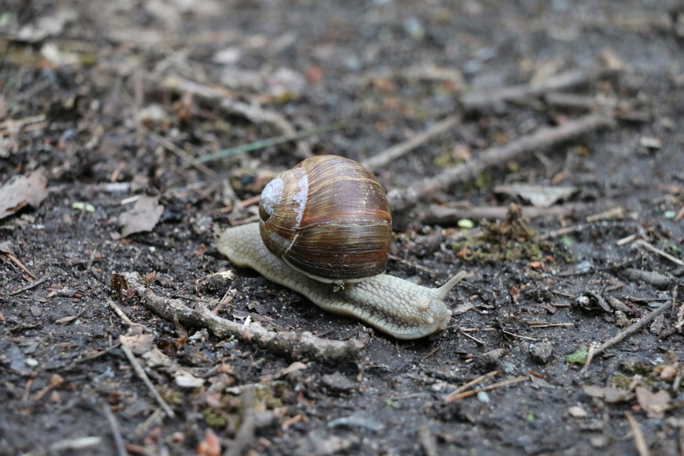Vinbärssnäcka, en snigel med hus på ryggen, på upptäcktsfärd.