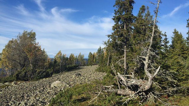 Björn