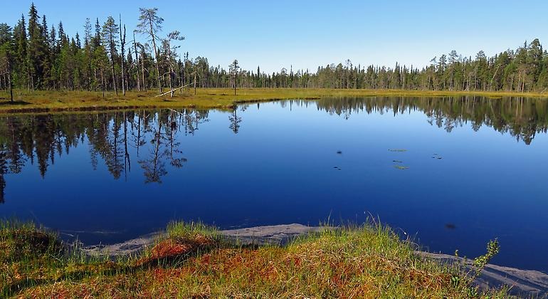 Den vackra myrmosaiken i norr är en riktig pärla.