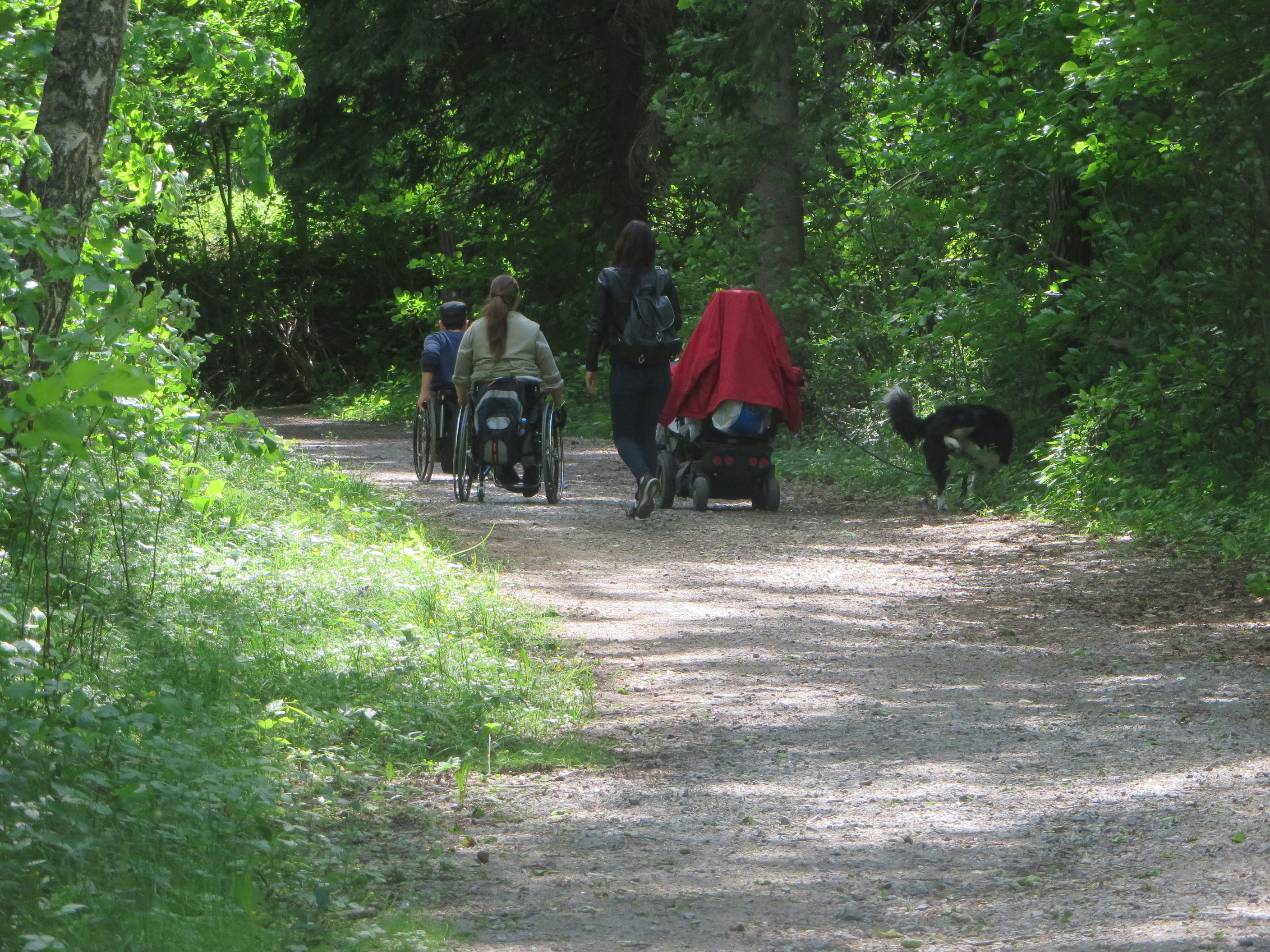 Skogsområdet