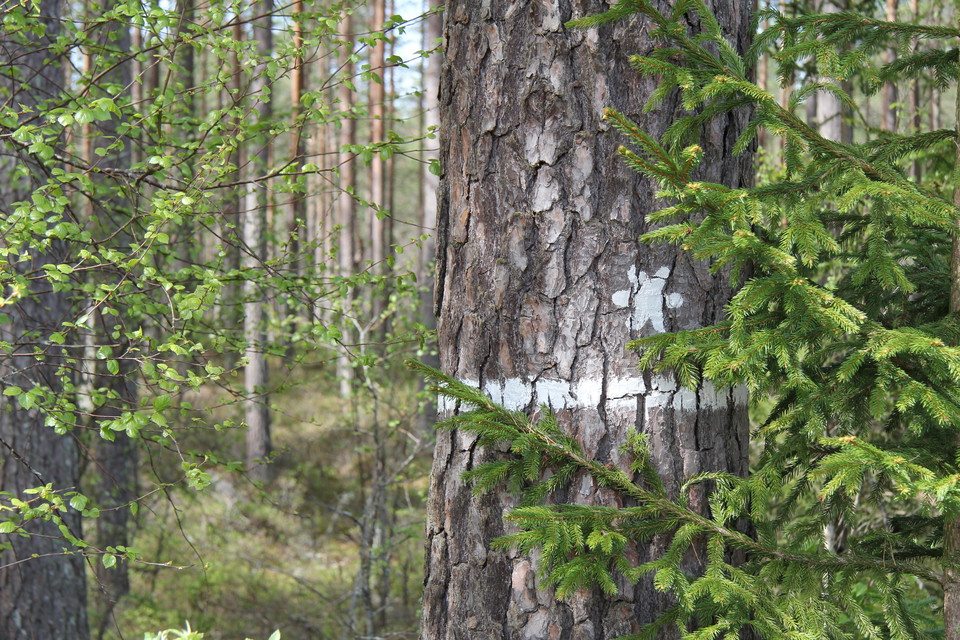 Träd med gränsmarkering till naturreservatet.