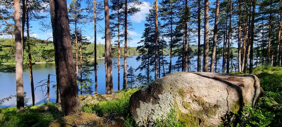 Sjö med tallar i förgrunden.