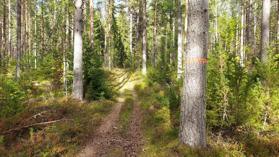 Toppleden Färila