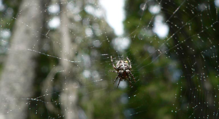 En av invånarna i Svartbergets naturreservat väntar på middagen.