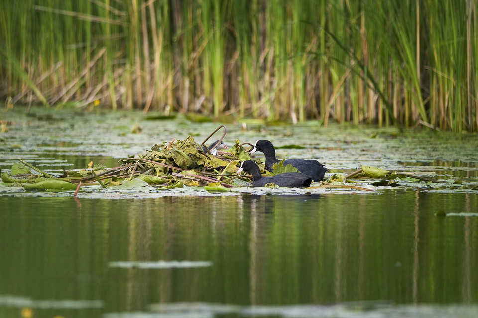 Sothönor i Råcksta träsk