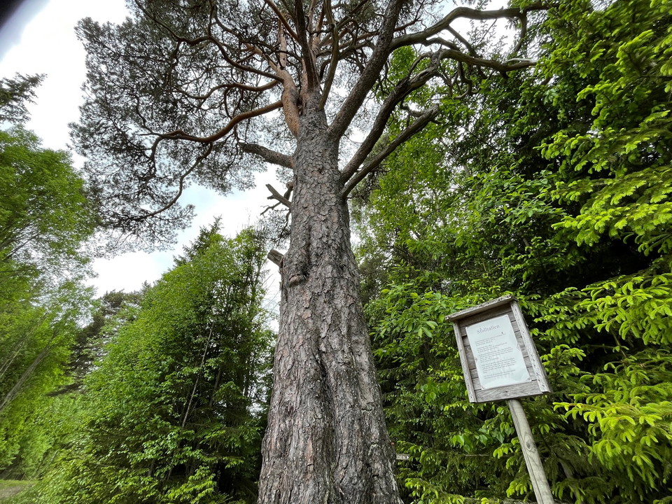 Stolltallen Stollberg