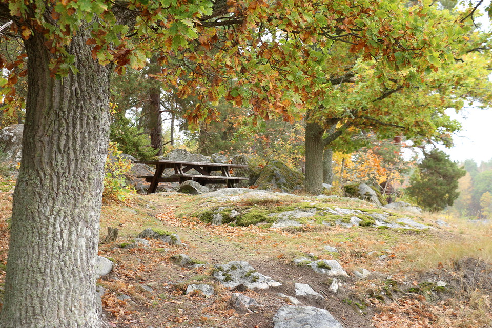 Picknickbänk bland ekar på en liten höjd.