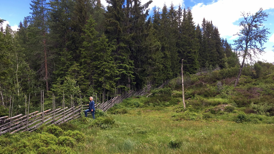 Gärdesgård i Ritamäki Nords naturreservat