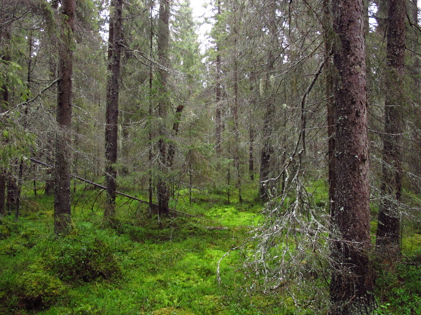 Frodig barrskog med döda träd på marken.